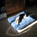 Buckley Loves Sun